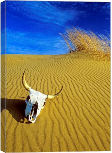 Cow Skull in the Spirit Sands Canvas Print by Dave Reede