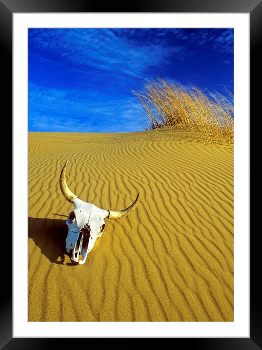 Cow Skull in the Spirit Sands Framed Mounted Print by Dave Reede