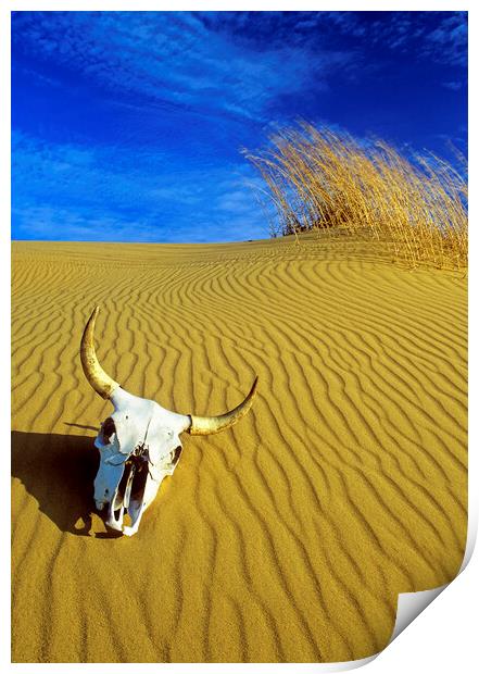 Cow Skull in the Spirit Sands Print by Dave Reede