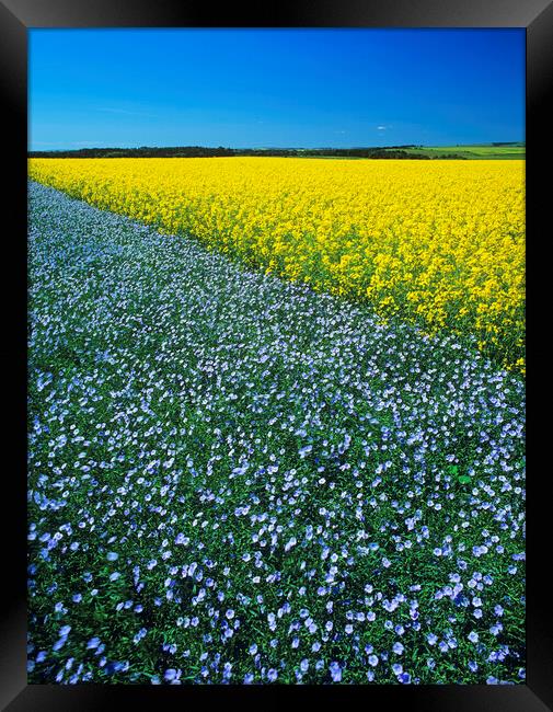 Flax and canola Patterns Framed Print by Dave Reede