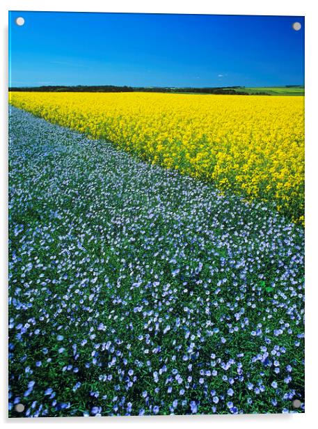 Flax and canola Patterns Acrylic by Dave Reede