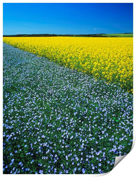 Flax and canola Patterns Print by Dave Reede