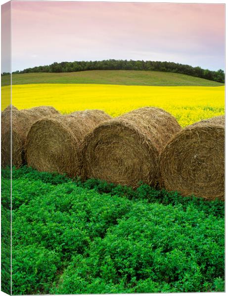 Alfalfa and Canola Patterns Canvas Print by Dave Reede