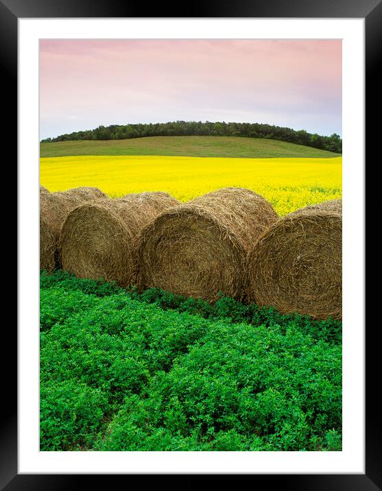 Alfalfa and Canola Patterns Framed Mounted Print by Dave Reede