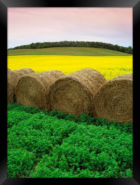 Alfalfa and Canola Patterns Framed Print by Dave Reede