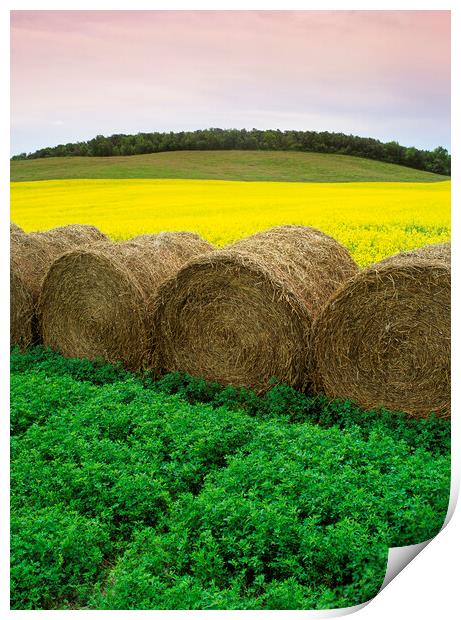 Alfalfa and Canola Patterns Print by Dave Reede