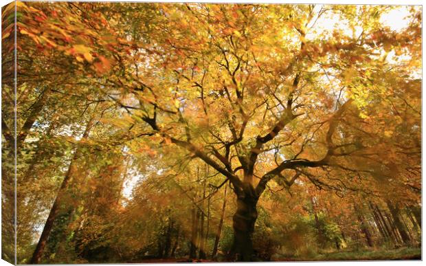 autumnal woodland Canvas Print by Simon Johnson