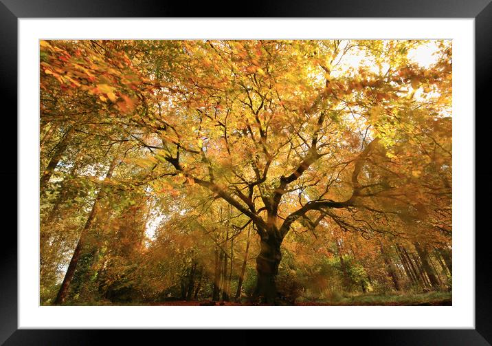 autumnal woodland Framed Mounted Print by Simon Johnson
