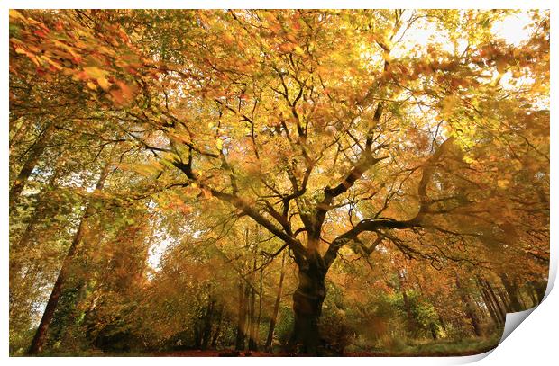 autumnal woodland Print by Simon Johnson