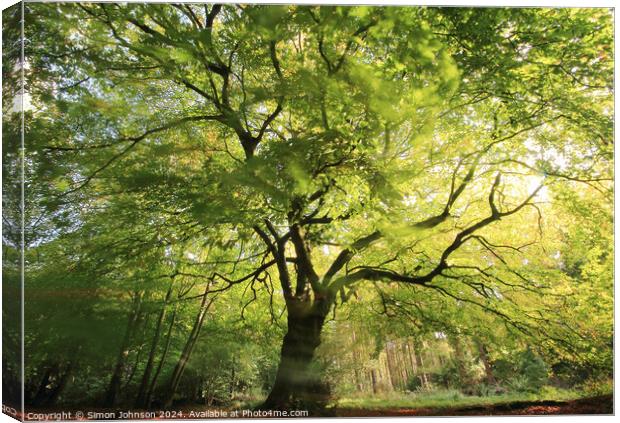 beech tree with wind blown leaves Canvas Print by Simon Johnson