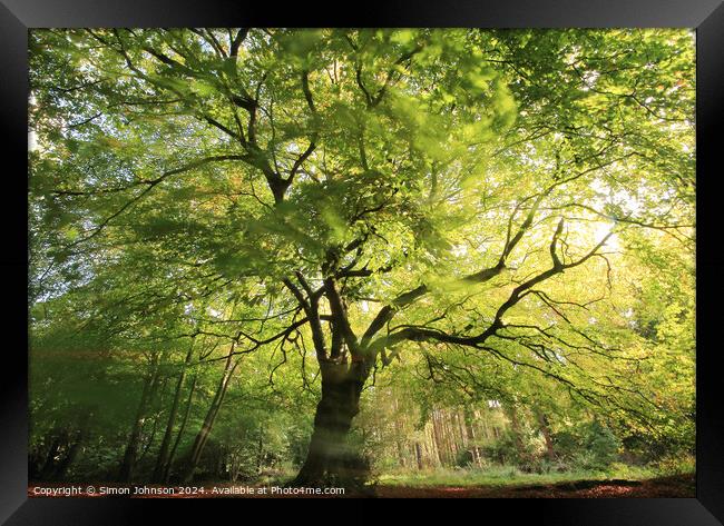 beech tree with wind blown leaves Framed Print by Simon Johnson