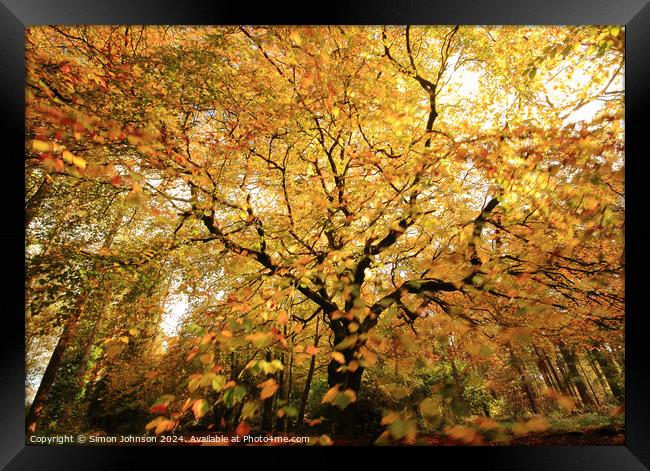 Autumnal Woodland Framed Print by Simon Johnson