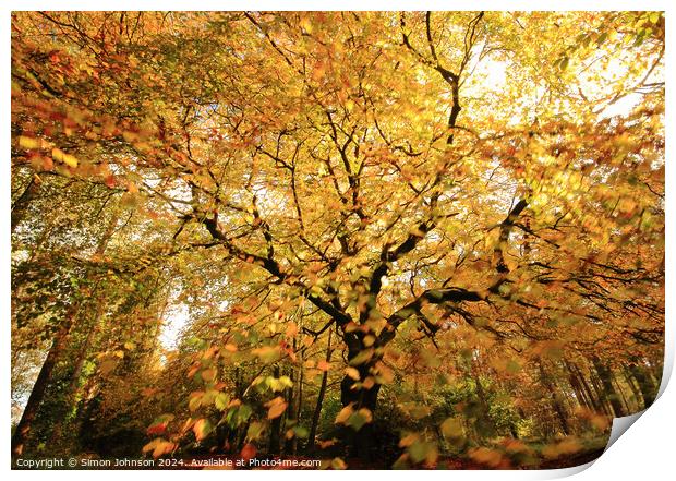 Autumnal Woodland Print by Simon Johnson