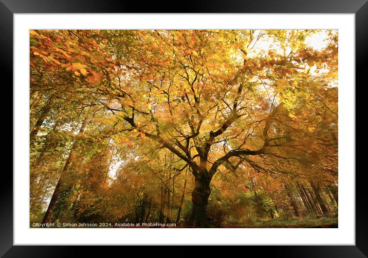 Autumnal woodland Framed Mounted Print by Simon Johnson