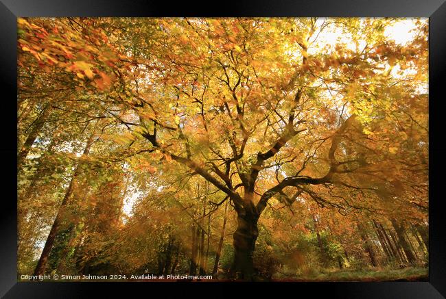 Autumnal woodland Framed Print by Simon Johnson