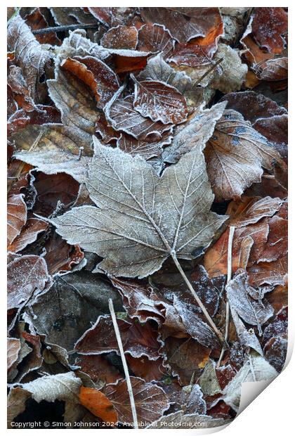 Frosted leaves Print by Simon Johnson