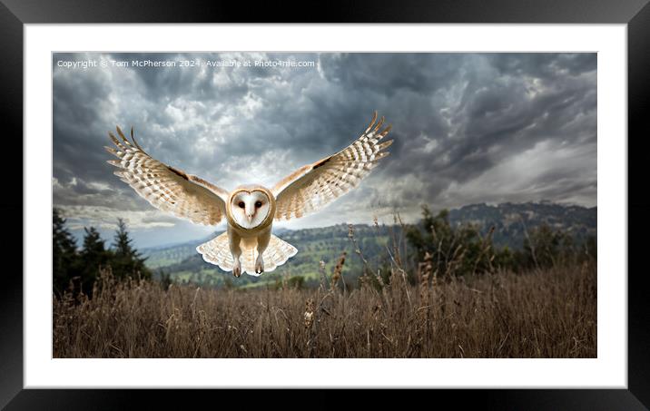 Barn Owl in Flight Framed Mounted Print by Tom McPherson