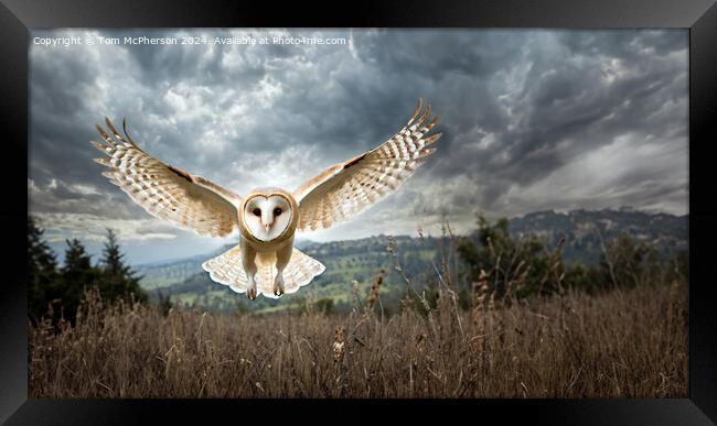 Barn Owl in Flight Framed Print by Tom McPherson