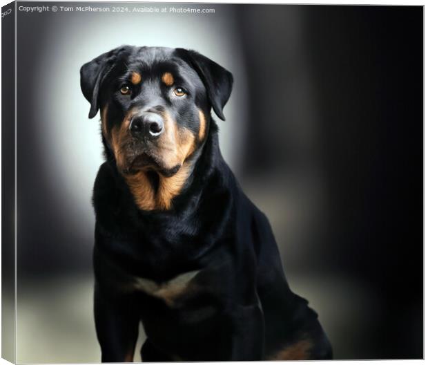 The Rottweiler  Canvas Print by Tom McPherson