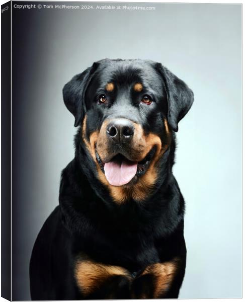 The Rottweiler  Canvas Print by Tom McPherson