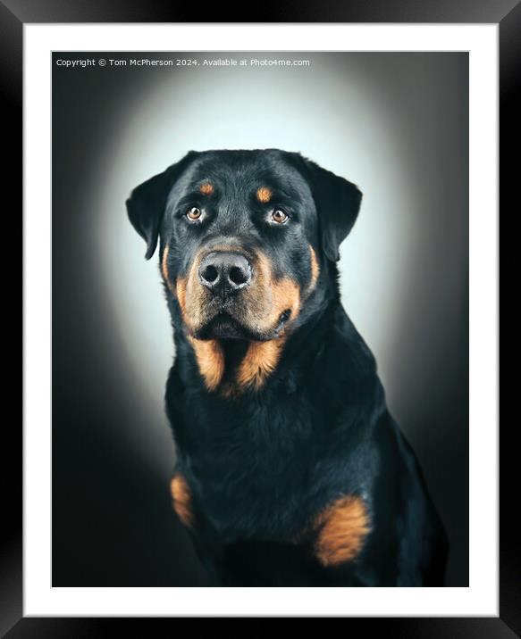 The Rottweiler  Framed Mounted Print by Tom McPherson