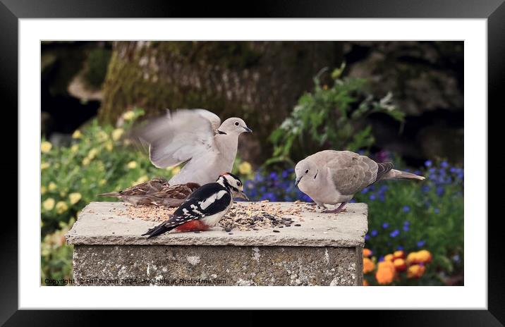 Wild birds feeding in garden Framed Mounted Print by Phil Brown