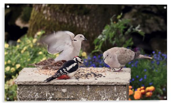 Wild birds feeding in garden Acrylic by Phil Brown