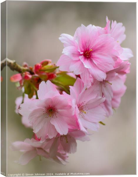 Pink Cherry blossom Canvas Print by Simon Johnson