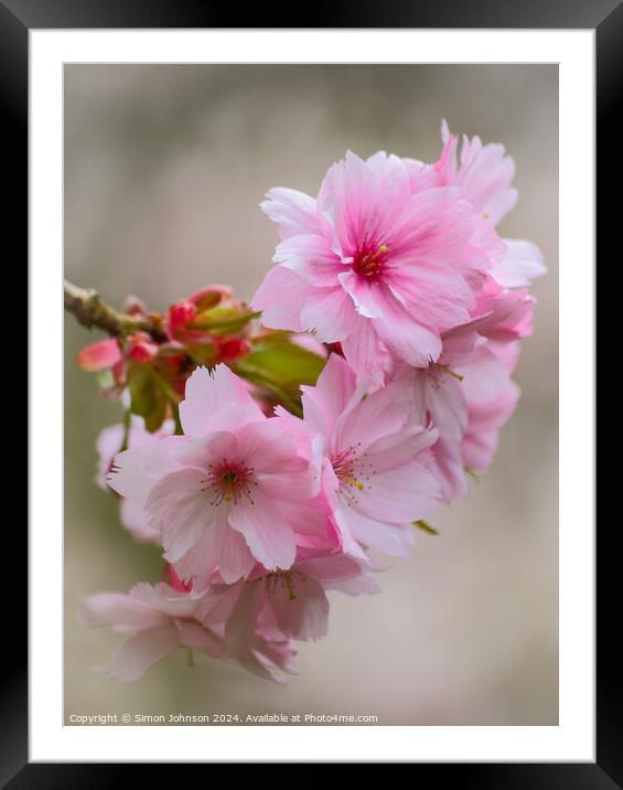 Pink Cherry blossom Framed Mounted Print by Simon Johnson