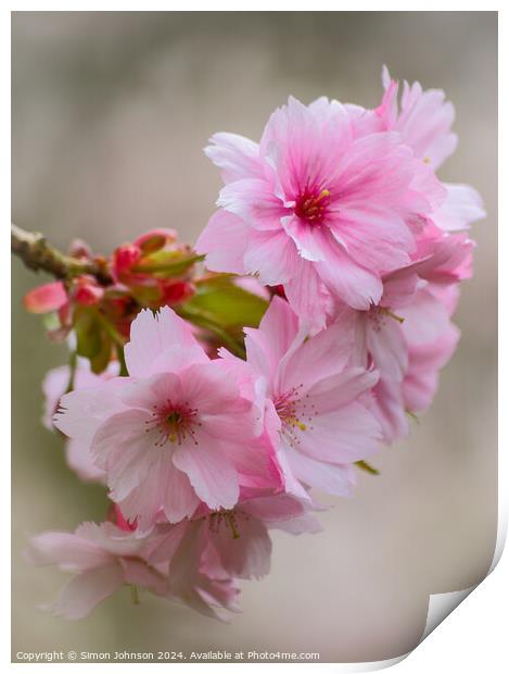 Pink Cherry blossom Print by Simon Johnson