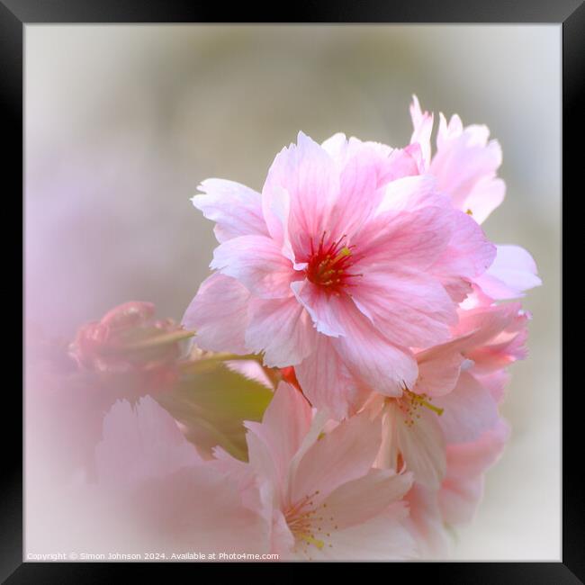 spring Cherry Blossom Framed Print by Simon Johnson