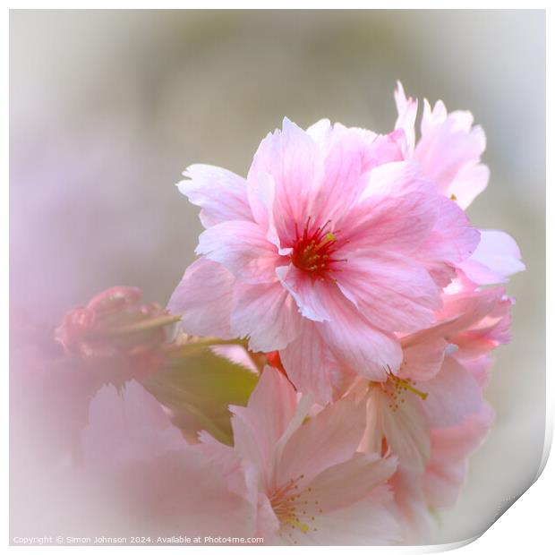 spring Cherry Blossom Print by Simon Johnson