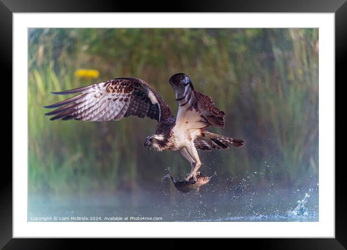 Osprey With Rainbow Trout Framed Mounted Print by Liam McBride