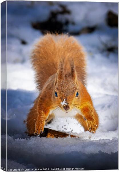 Red Squirrel In Snow Canvas Print by Liam McBride