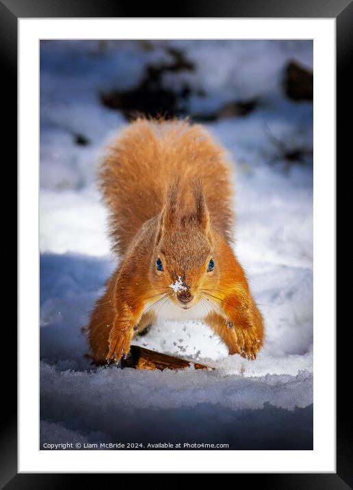 Red Squirrel In Snow Framed Mounted Print by Liam McBride