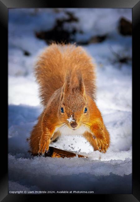 Red Squirrel In Snow Framed Print by Liam McBride