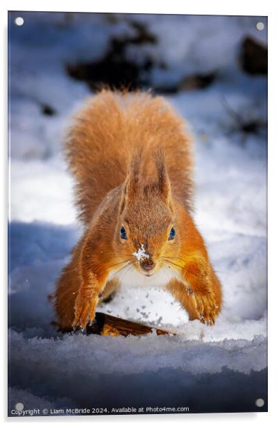 Red Squirrel In Snow Acrylic by Liam McBride