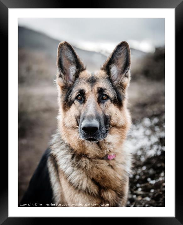 German Shepherd  Framed Mounted Print by Tom McPherson