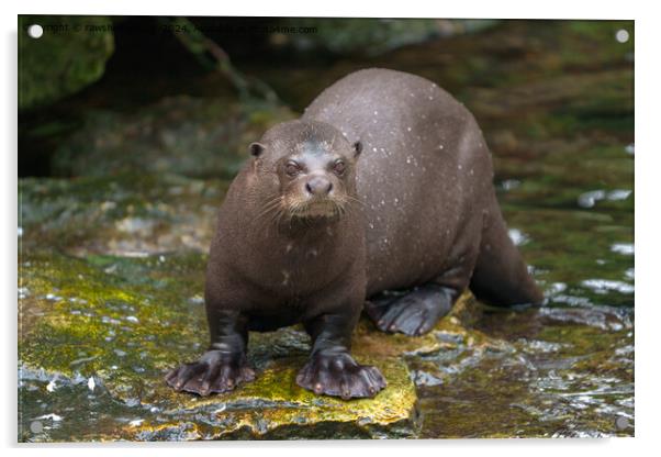 Giant Otter's Footprints Acrylic by rawshutterbug 