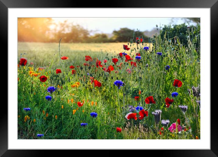 Wildflowers Framed Mounted Print by Alison Chambers