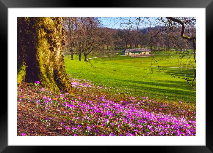 Leeds Roundhay Park Framed Mounted Print by Alison Chambers