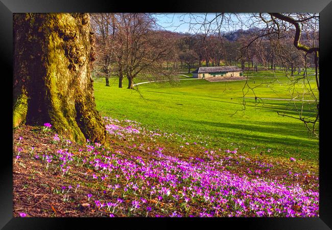 Leeds Roundhay Park Framed Print by Alison Chambers