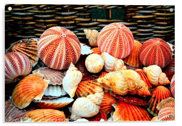 Sea shells Acrylic by john hill