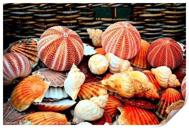 Sea shells Print by john hill