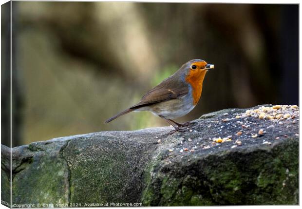 The Red Red Robin Canvas Print by Chris North