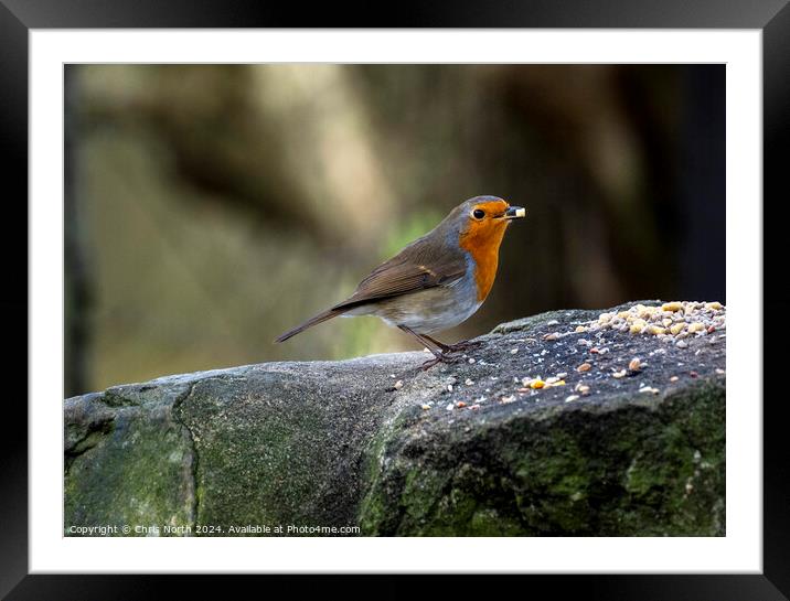 The Red Red Robin Framed Mounted Print by Chris North