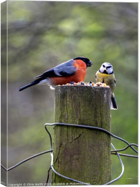 Bullfinch and Blue finch Canvas Print by Chris North