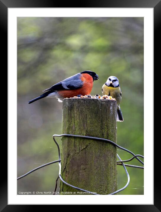 Bullfinch and Blue finch Framed Mounted Print by Chris North