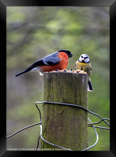Bullfinch and Blue finch Framed Print by Chris North