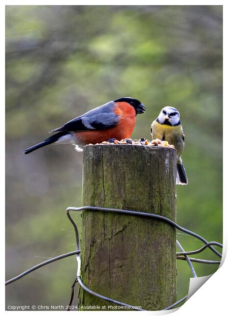 Bullfinch and Blue finch Print by Chris North